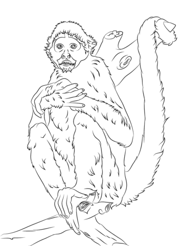 Black Headed Spider Monkey Coloring Page